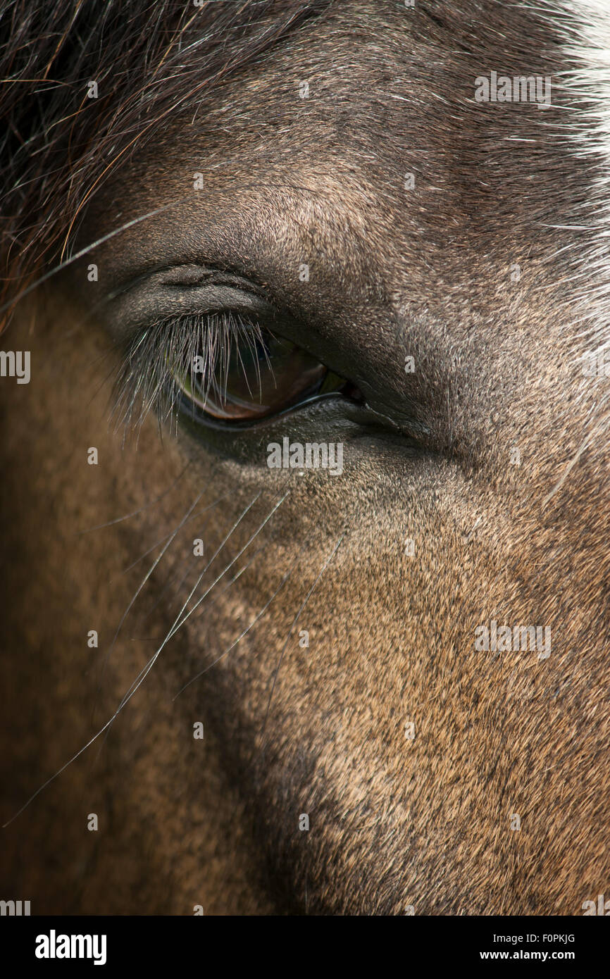 A close up image of a brown and white horse's eye, full frame from the left side of the face using a short depth of field. Stock Photo