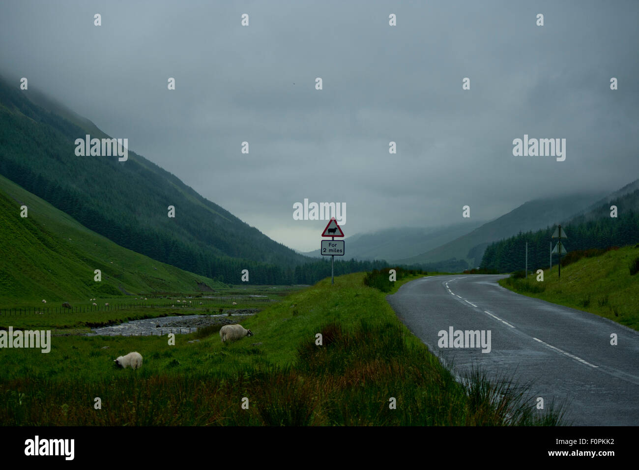 A foggy landscape of the road to Moffat in Scotland with sheep, hills,wild grass and signs. Stock Photo