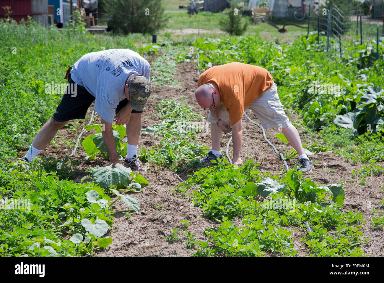 Wellington, Colorado Harvest Farm, a rehabilitation facility for men
