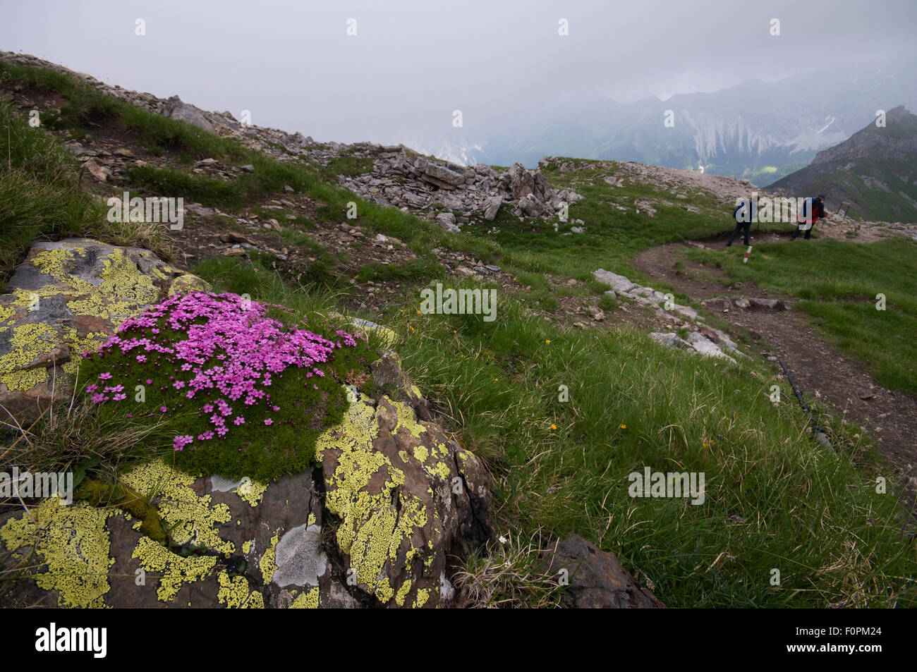 Moss campion (Silene acaulis) in flower on a rock, in alpine landscape with two hikers in distance, Liechtenstein, June 2009 Stock Photo