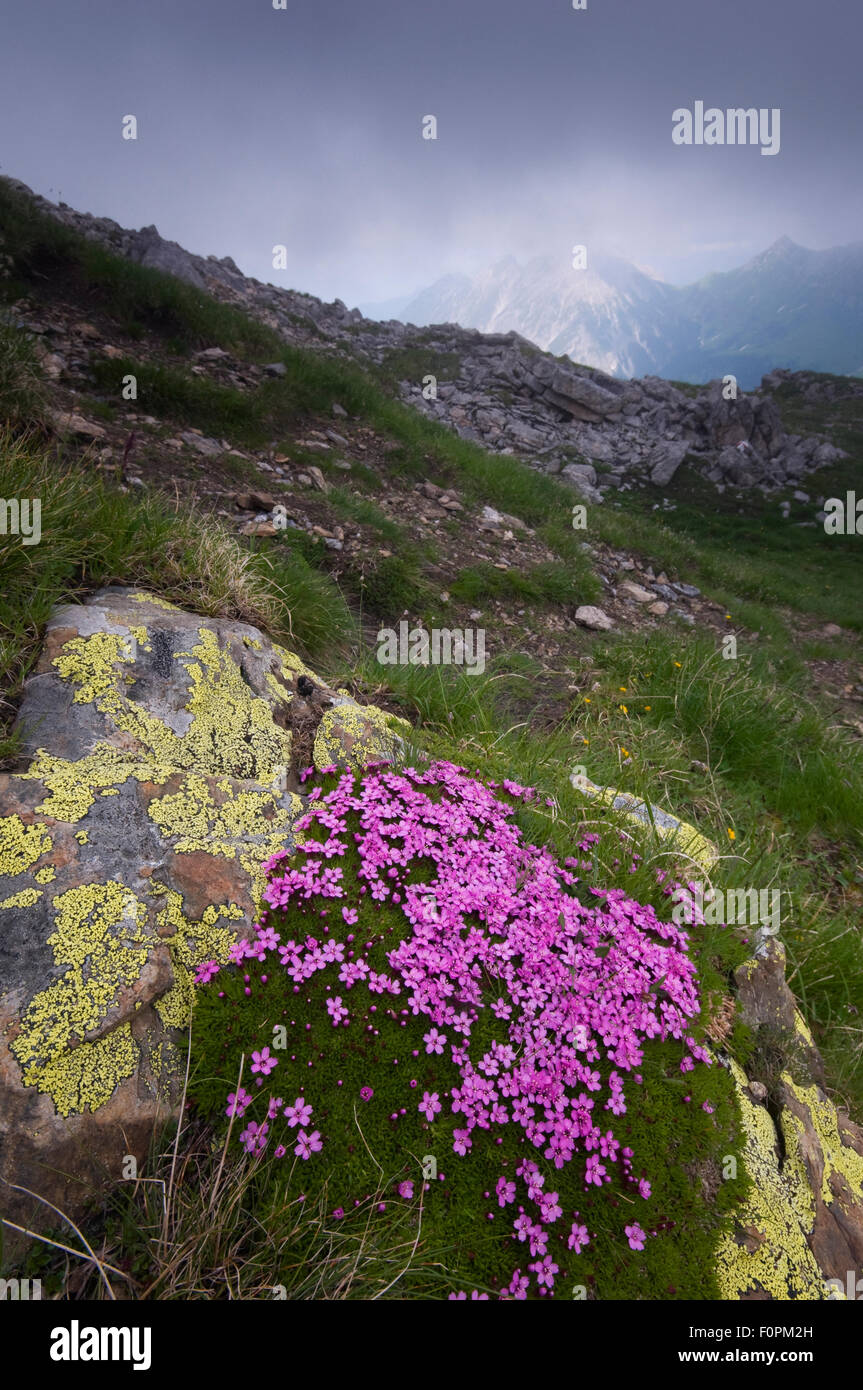 Moss campion (Silene acaulis) growing on rock in alpine landscape, Liechtenstein, June 2009 Stock Photo