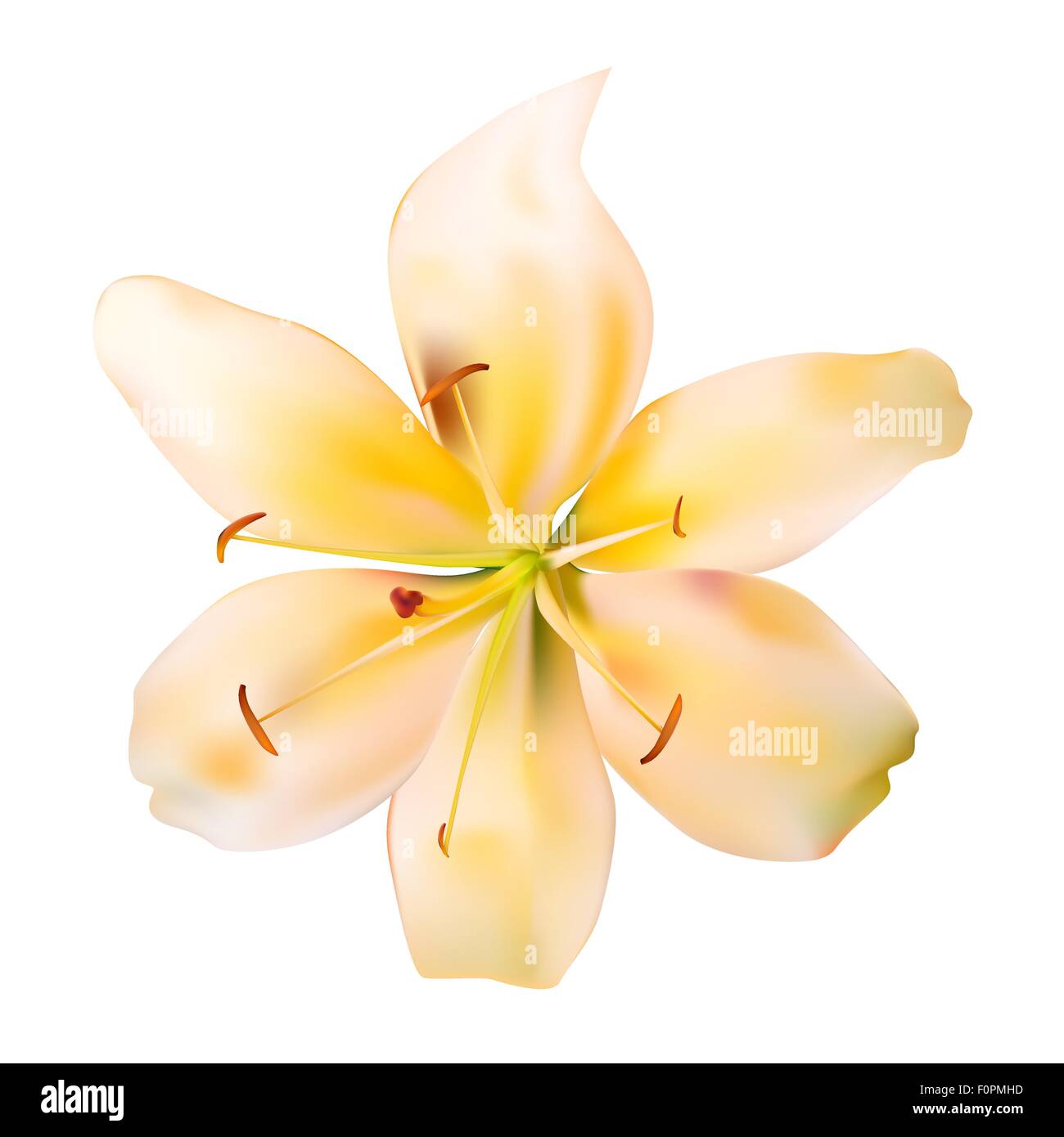 Tiger lily illustration Stock Vector Images - Alamy