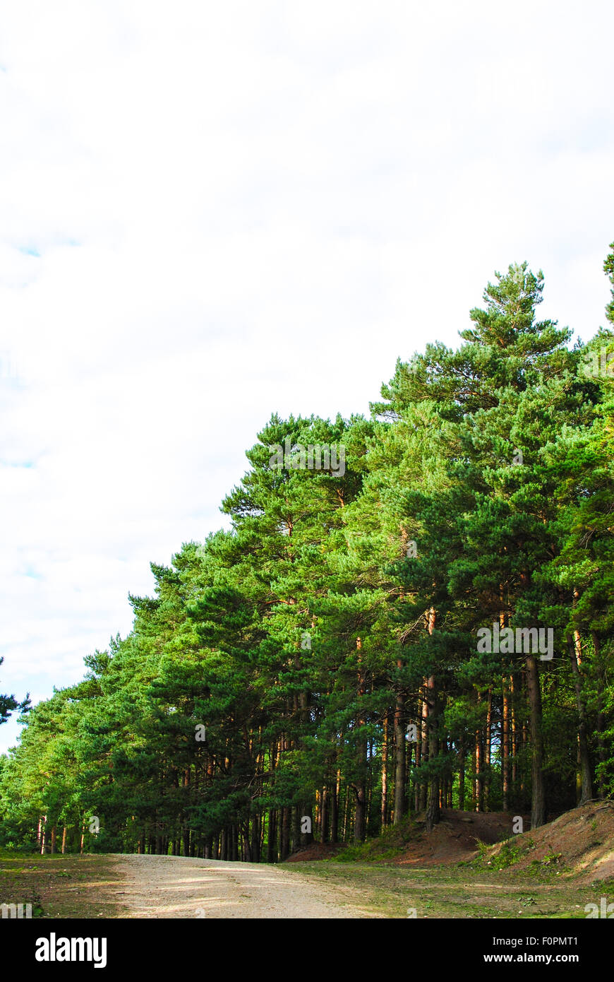 View into the forest hi-res stock photography and images - Alamy