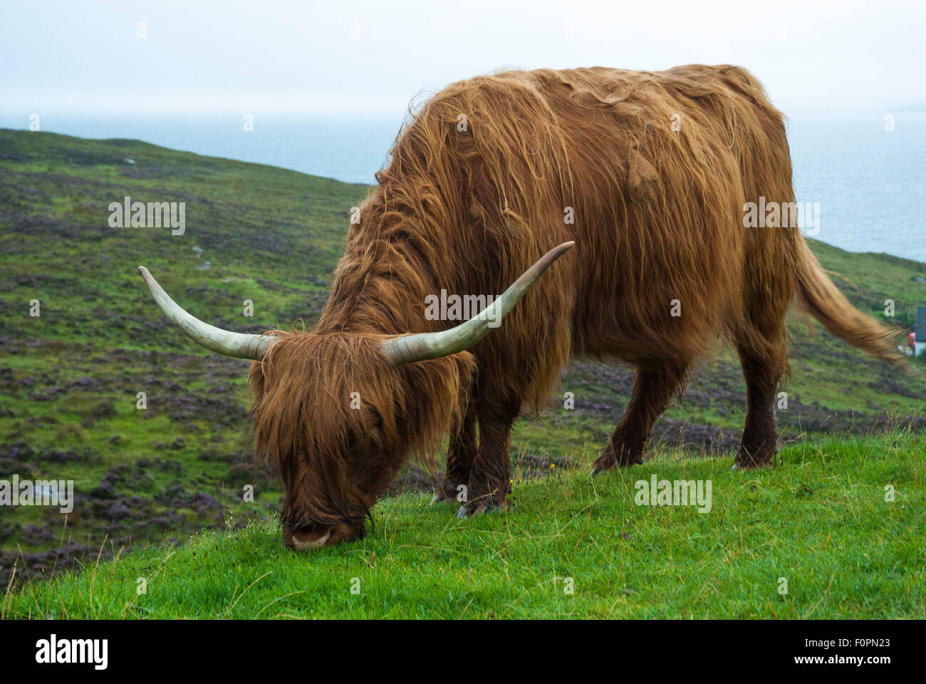 Highland Cow grazing on a hill above Elgol, Isle of Skye Stock Photo ...