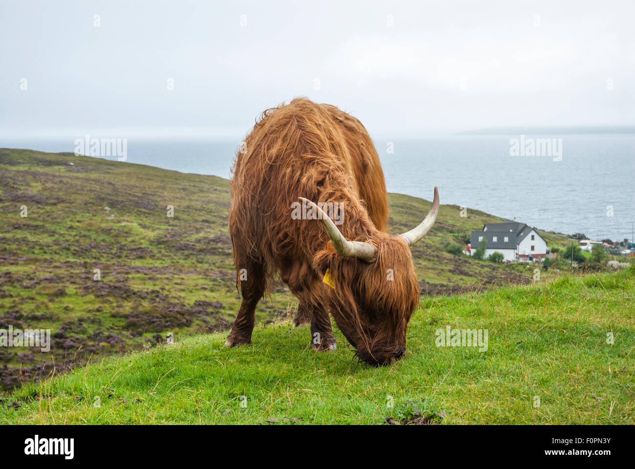 Highland Cow grazing on a hill above Elgol, Isle of Skye Stock Photo ...