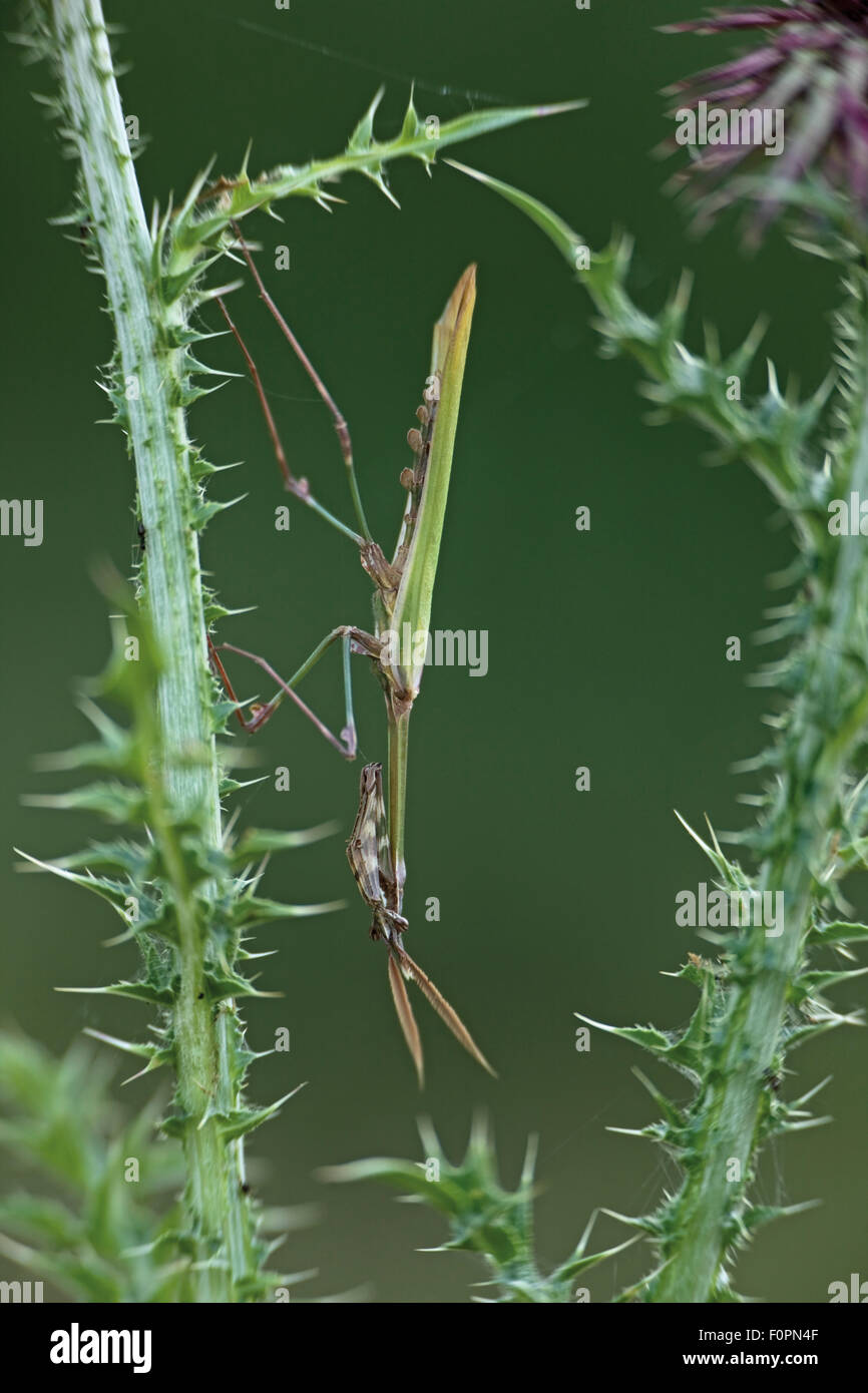Cone head mantis (Empusa fasciata) on Musk thistle (Carduus nutans