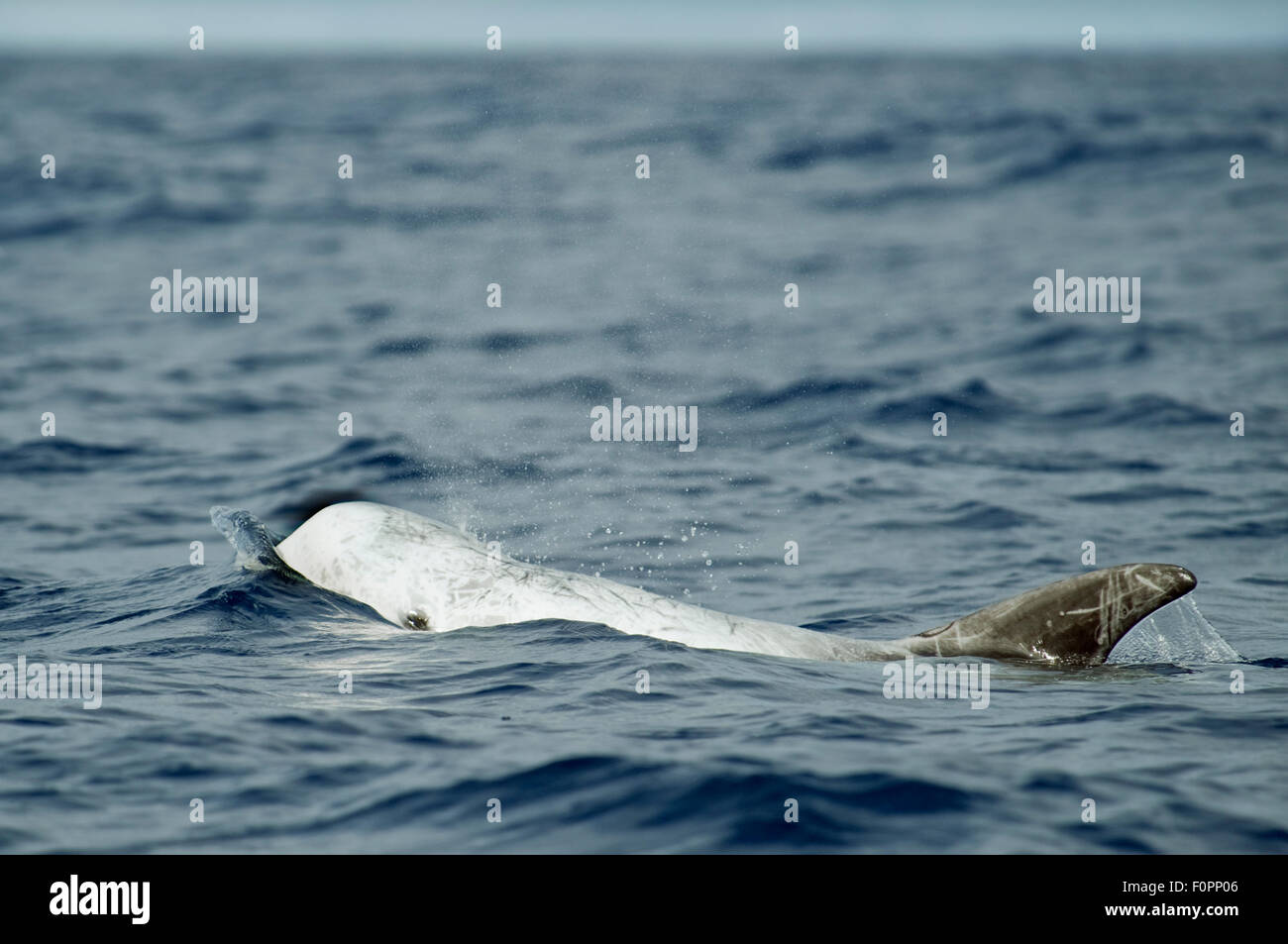 Risso's dolphin (Grampus griseus) at surface, Pico, Azores, Portugal, June 2009 Stock Photo