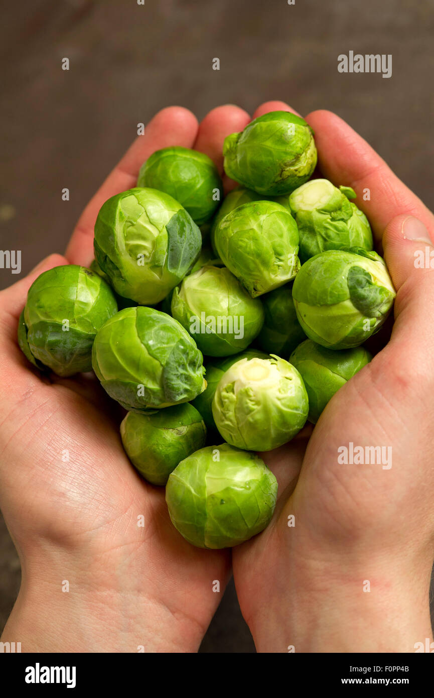 Brussels sprouts a five-a-day green vegetable often part of a Christmas meal. a UK Stock Photo