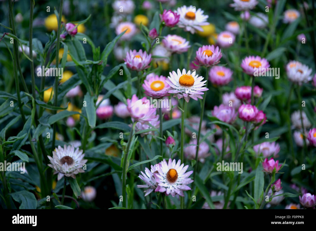 Beautiful Zenia Flowers Stock Photo Alamy