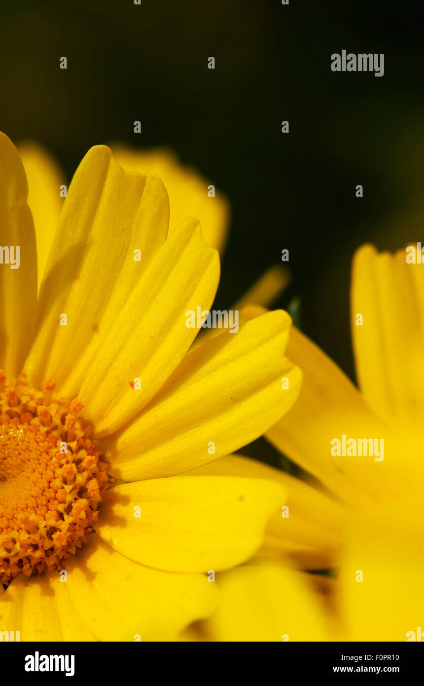 Close-up of a Crown daisy (Glebionis coronarium) flower, Cyprus, April 2009 Stock Photo