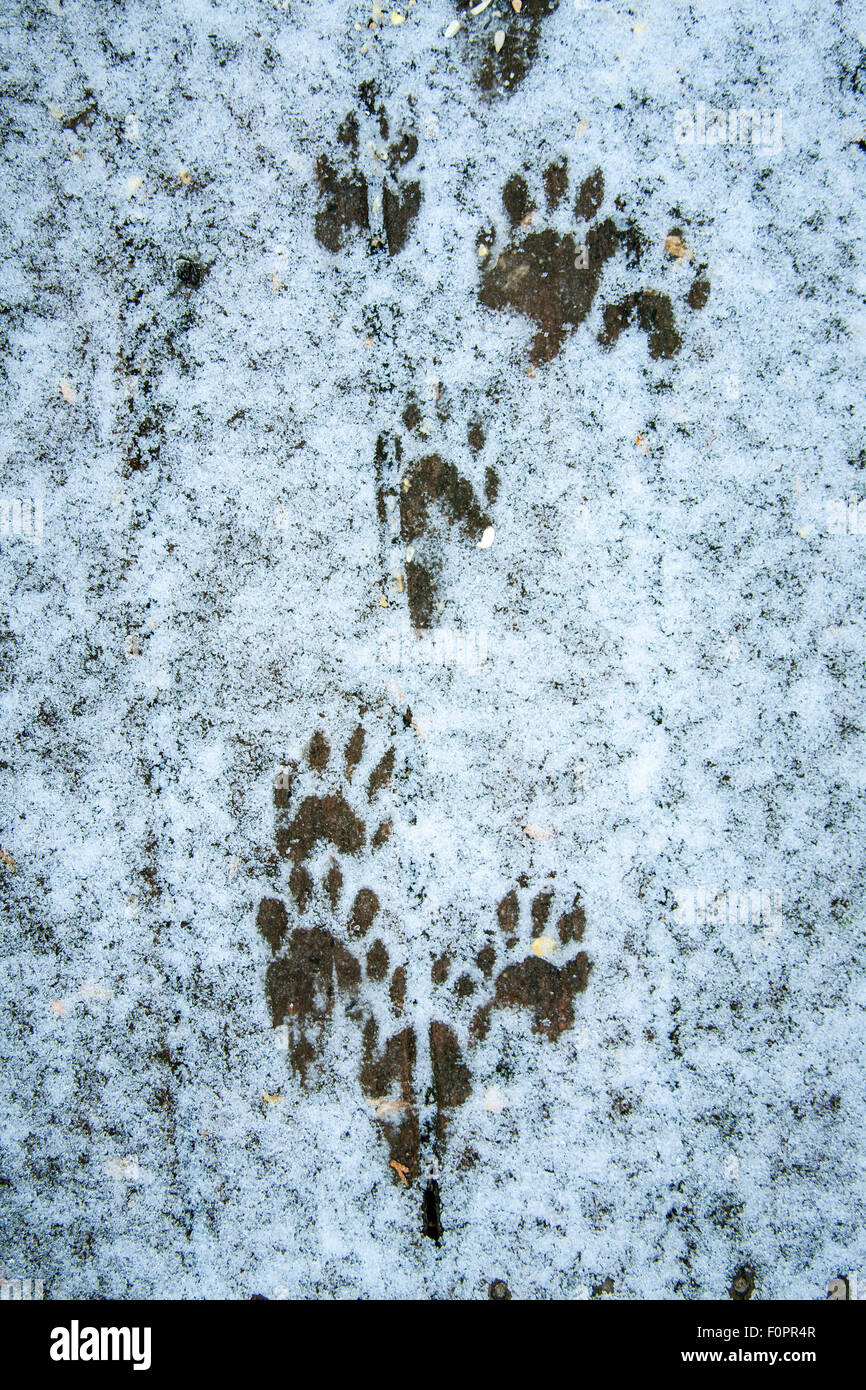 Raccoon footprints hires stock photography and images Alamy