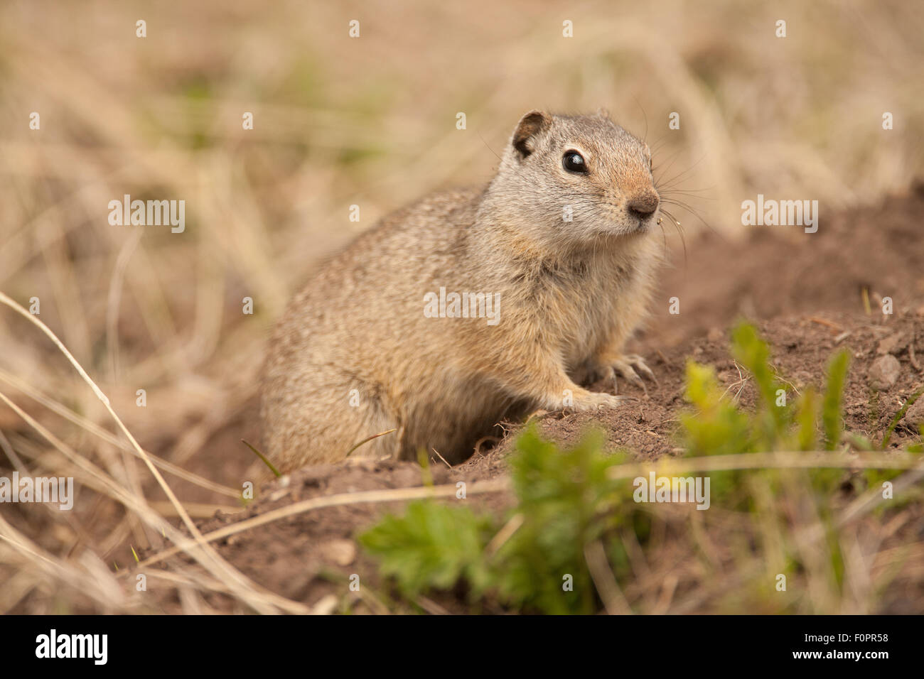 Uinta Ground Squirrel coming out of his burrow in the ground, in Yellowstone National Park, Wyoming, USA Stock Photo