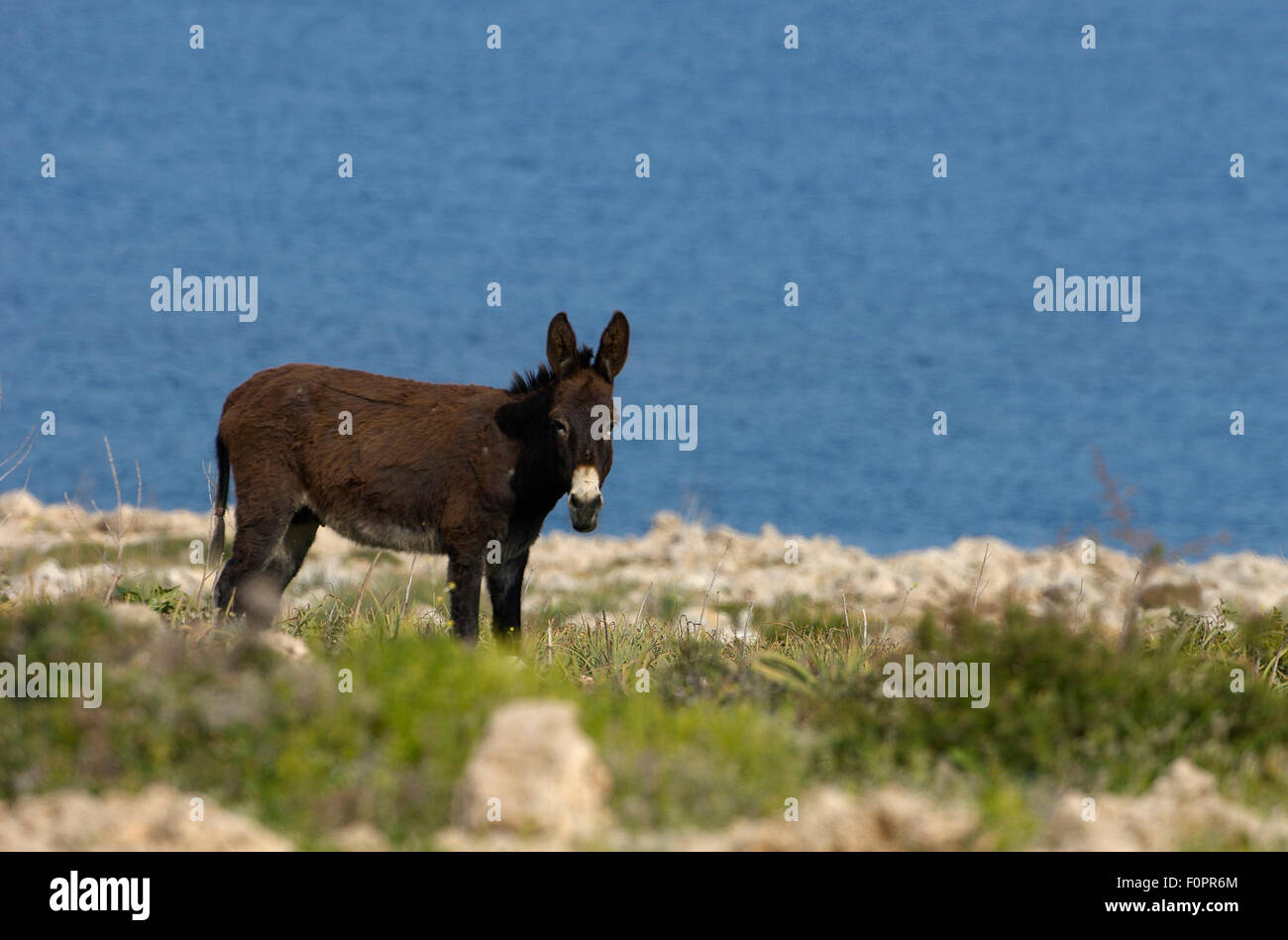 Donkey on cliff top, Karpaz Peninsula, Northern Cyprus, April 2009 Stock Photo