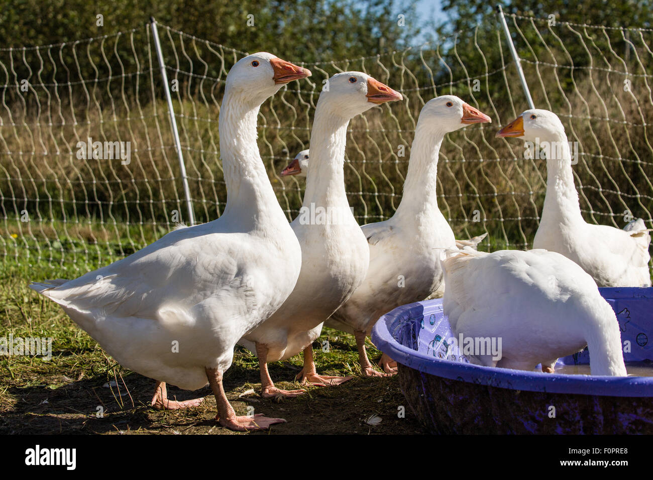 Emden (or Embden) Geese drinking from a wading pool in Carnation, Washington, USA Stock Photo