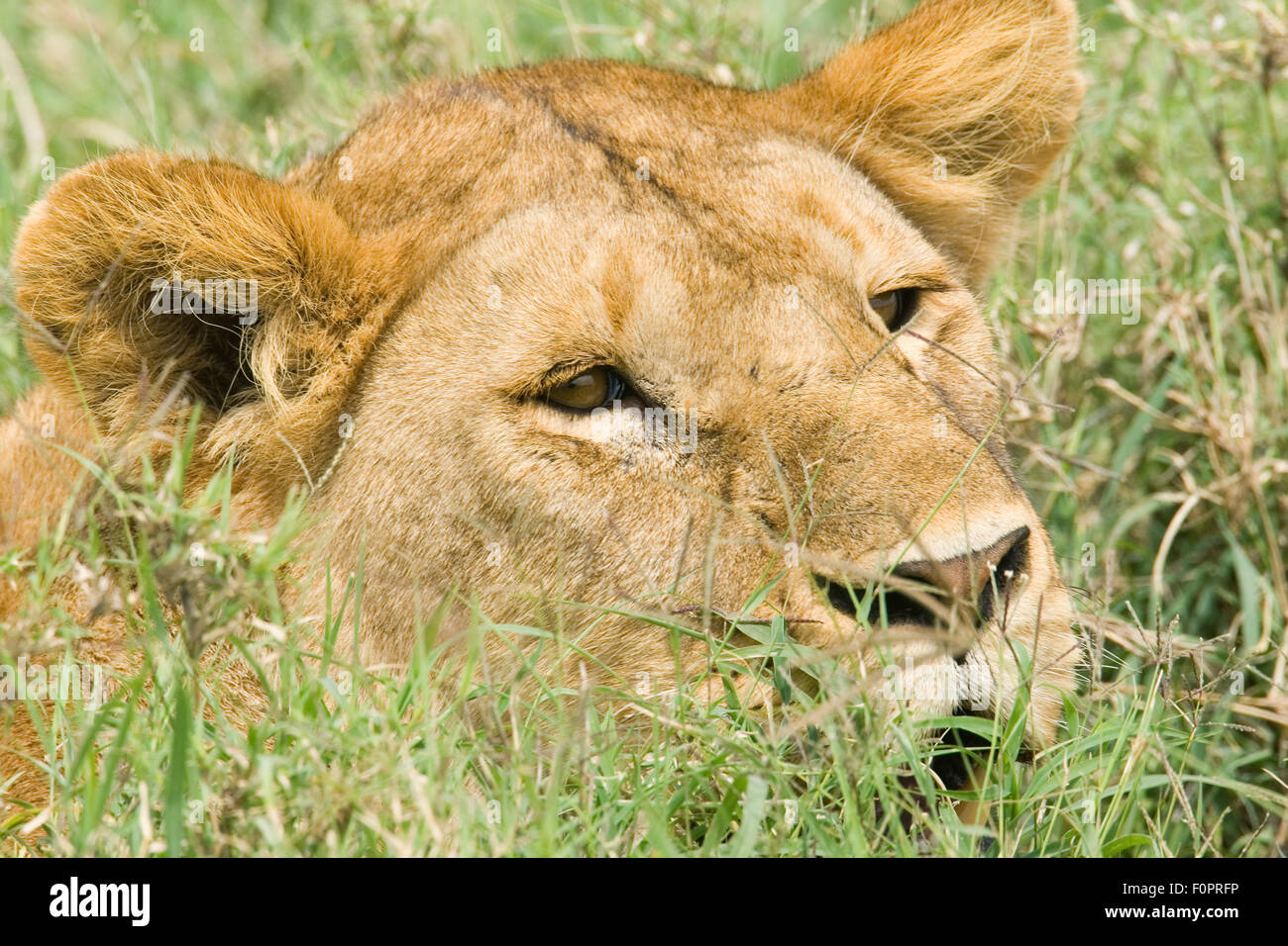 Lioness resting in the grass in the Serengeti National Park, Tanzania, Africa Stock Photo