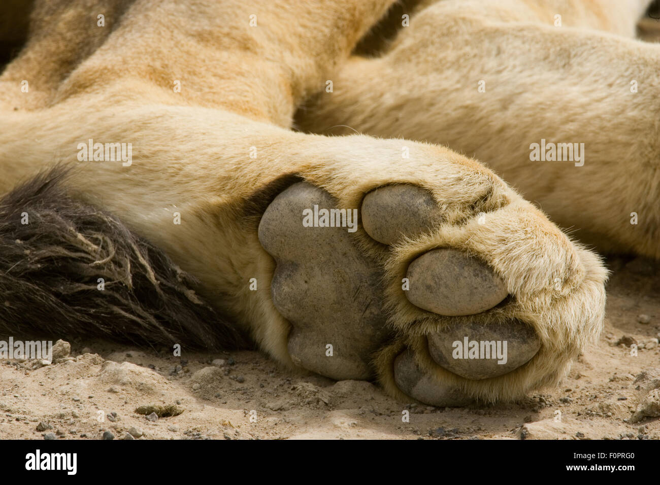 Lions leg hi-res stock photography and images - Alamy