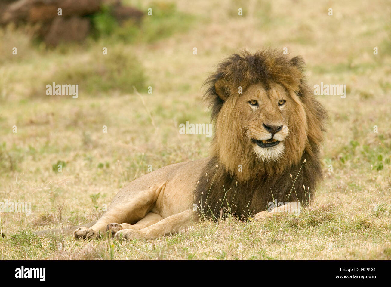 Male lion resting with a humorous expression in Ngorongoro Crater in Tanzania, Africa Stock Photo