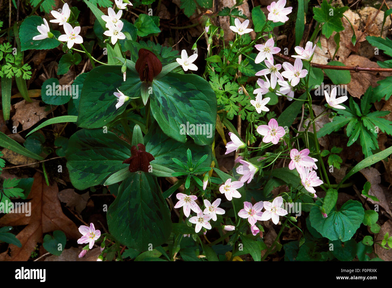 Red toad trillium and spring beauties Stock Photo