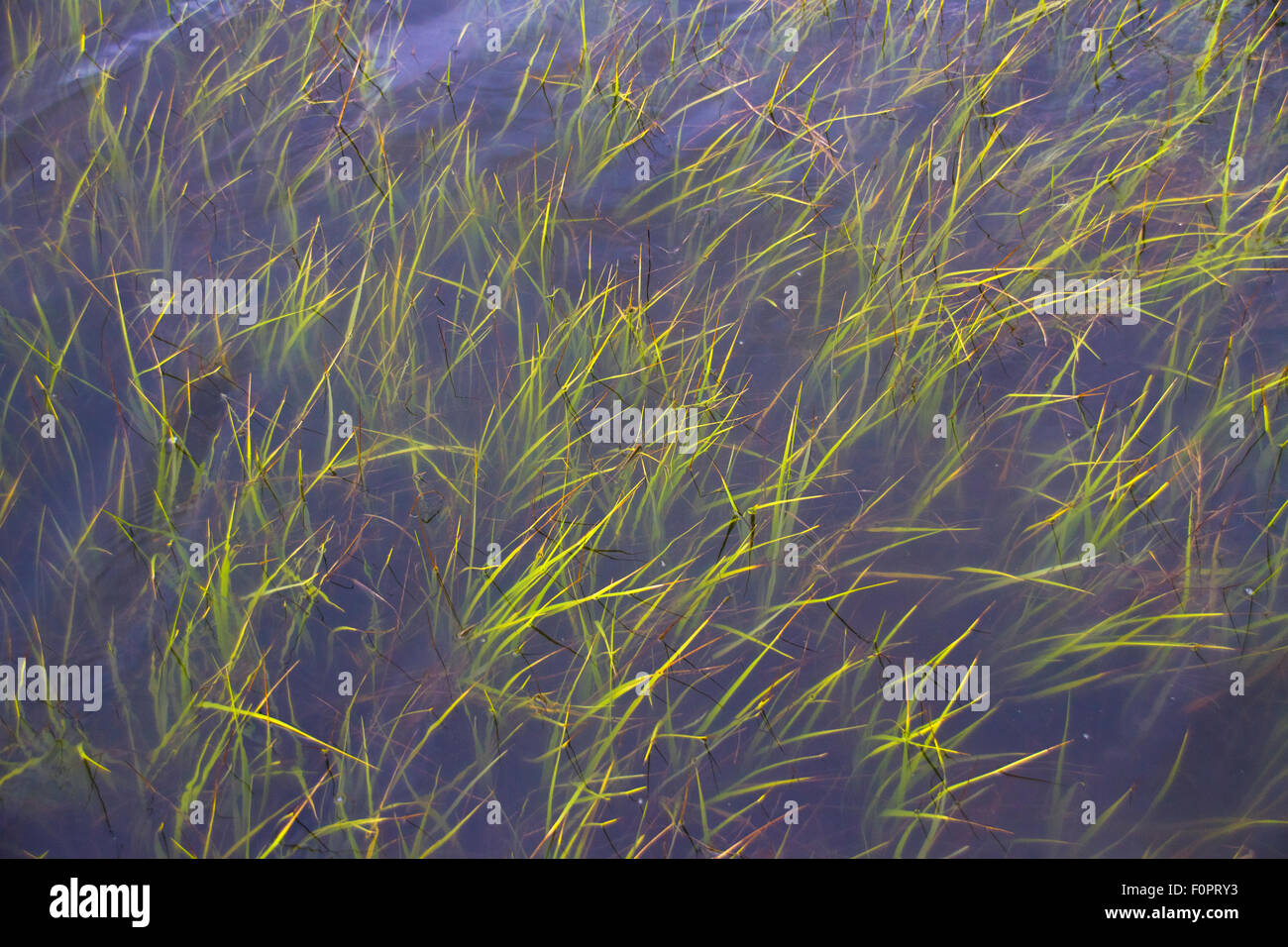 Sea grasses floating in the shallow Gulf of Mexico waters off of Cedar Key Florida Stock Photo
