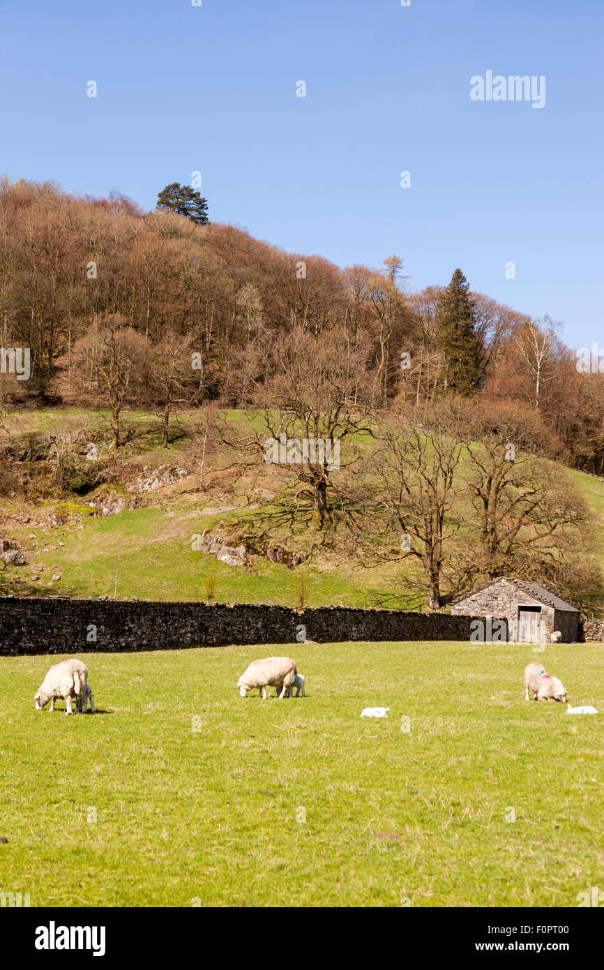 Sheep grazing in a field, Grasmere, Lake District, Cumbria, England Stock Photo