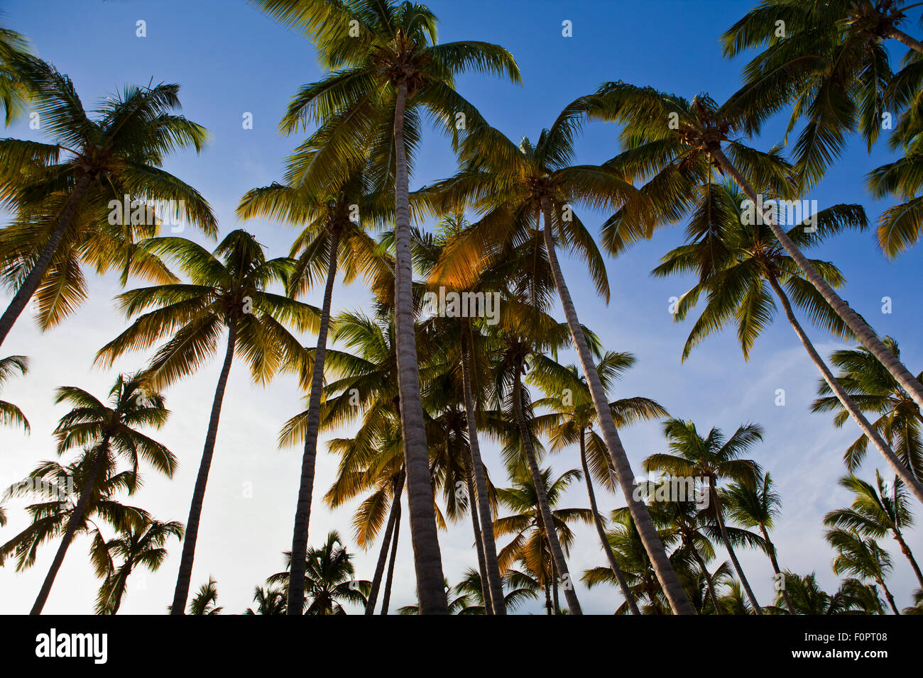 Tropical palm trees with a bright blue sky as a back drop Stock Photo ...