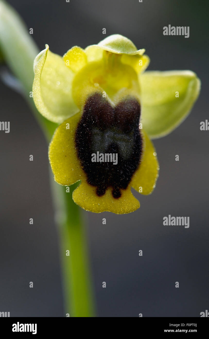 Lesser yellow bee orchid (Ophrys sicula) flower, Katharo, Crete, Greece, April 2009 Stock Photo
