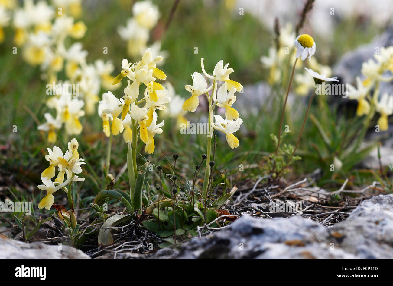 Sparsely hi-res stock photography and images - Alamy