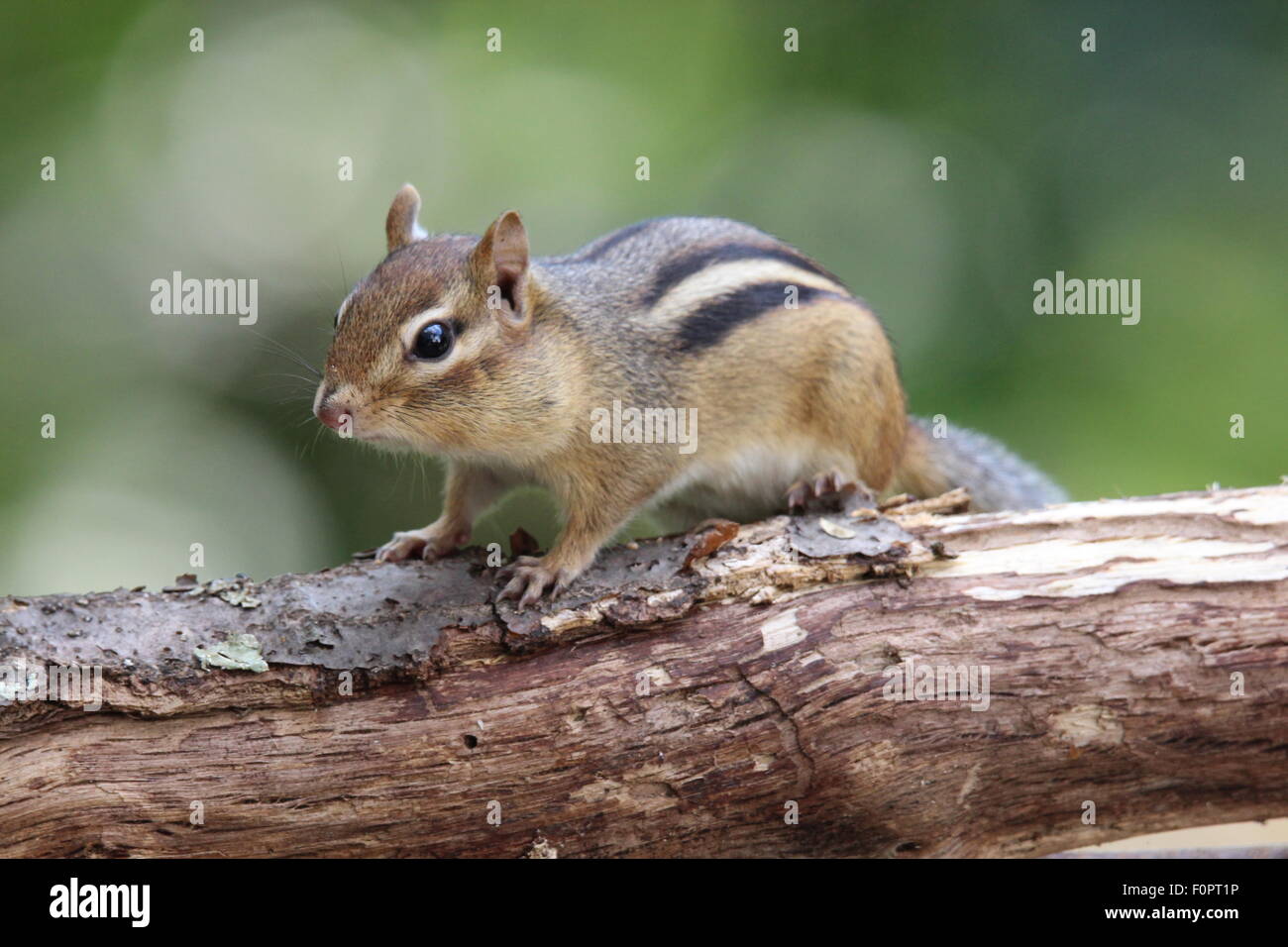 A little Eastern Chipmunk (Tamias striatus) sitting on a branch in summer. Stock Photo