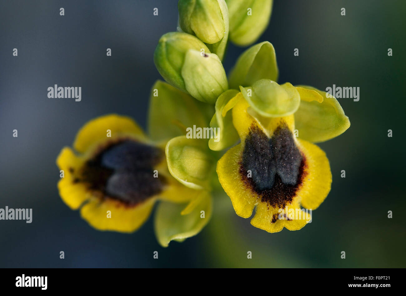 Lesser yellow bee orchid (Ophrys sicula) flowers, Katharo, Crete, Greece, April 2009 Stock Photo