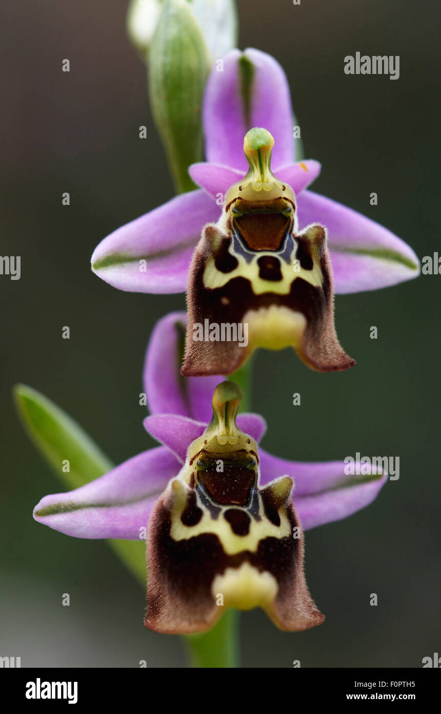Large-flowered bee ophrys (Ophrys episcopalis) flowers, Prina, Crete, Greece, April 2009 Stock Photo