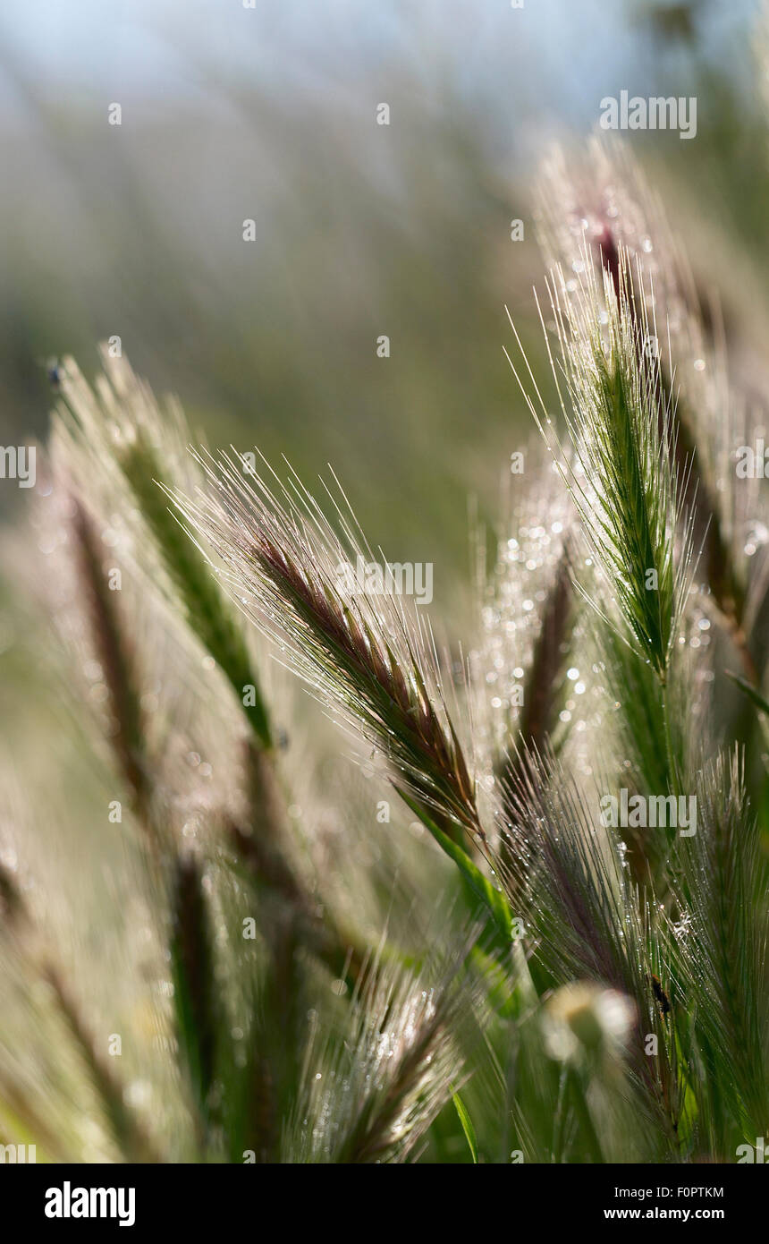 Barley grass (Hordeum leporinum) Elounda, Crete, Greece, April 2009 Stock Photo