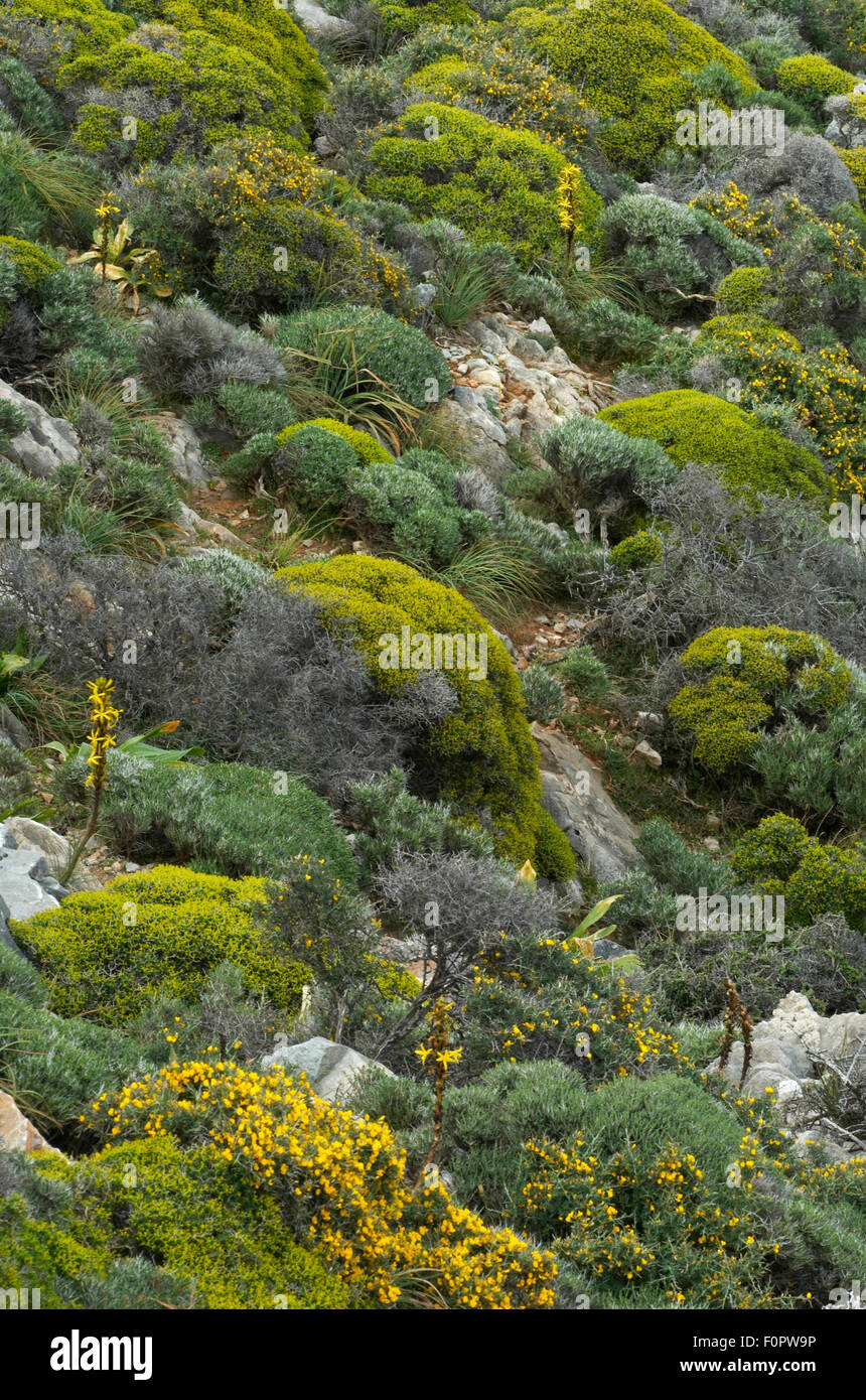 Plants growing in rocky landscape including Greek spiny spurge (Euphorbia acanthothamnos) near Imbros, Crete, Greece, April 2009 Stock Photo