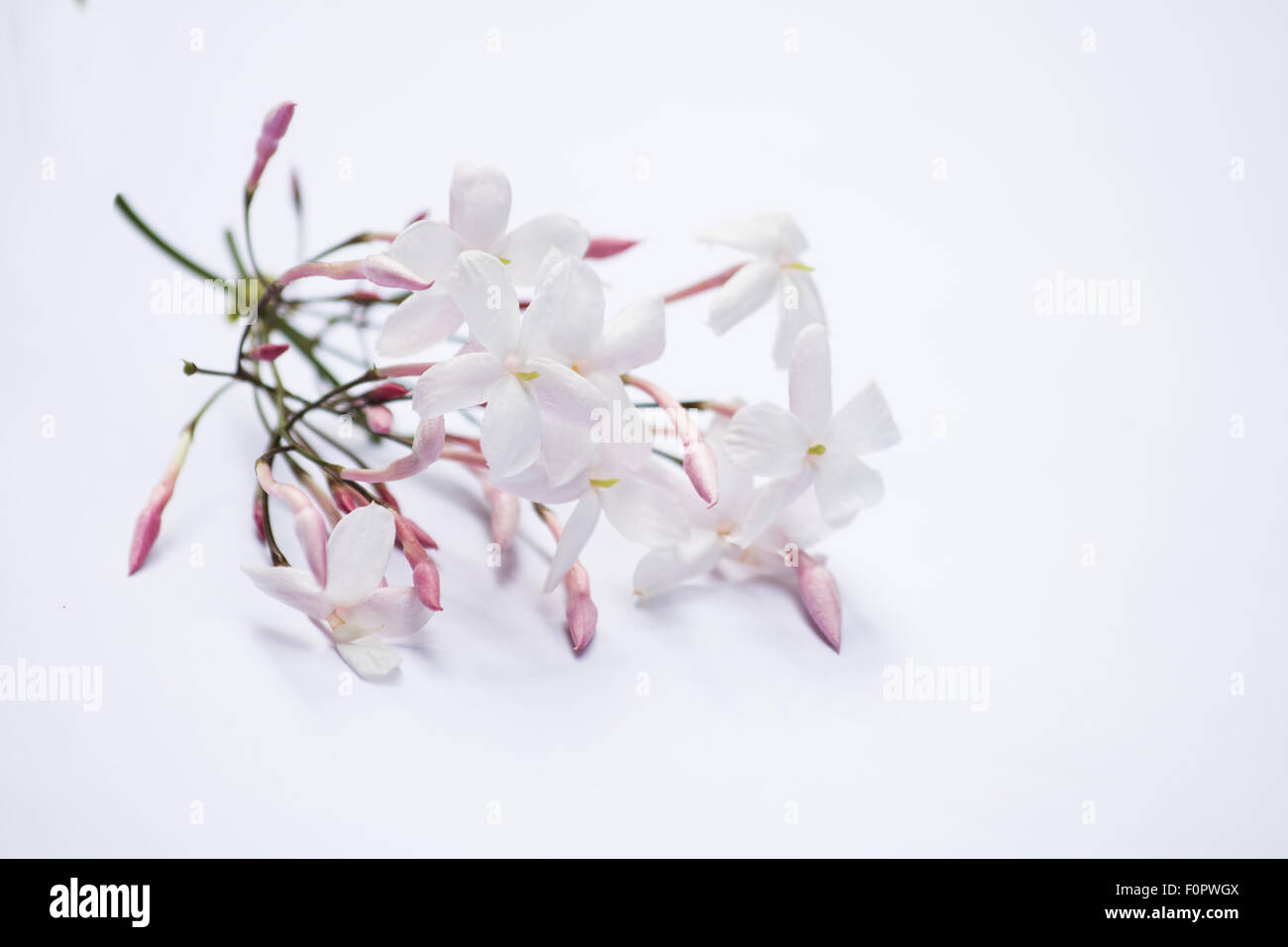 Jasmine flowers on white background Stock Photo - Alamy