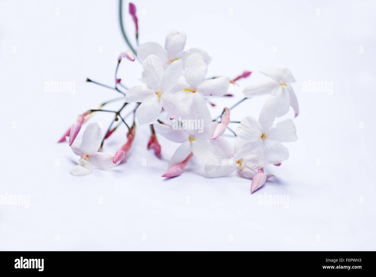 Pink+jasmine hi-res stock photography and images - Page 4 - Alamy
