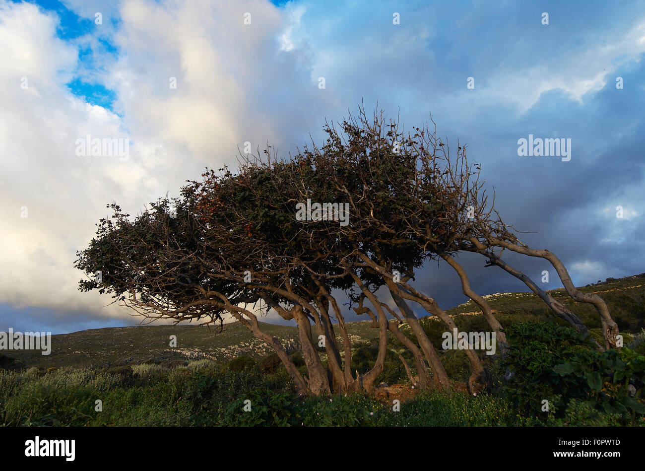 Siliqua hires stock photography and images Alamy