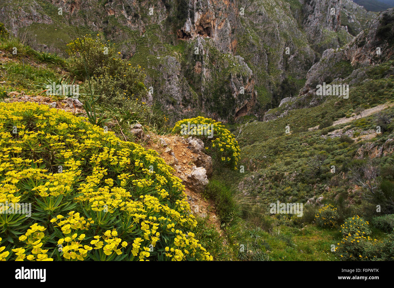 Tree spurge (Euphorbia dendroides) plants flowering, Topolia, Crete, Greece, April 2009 Stock Photo