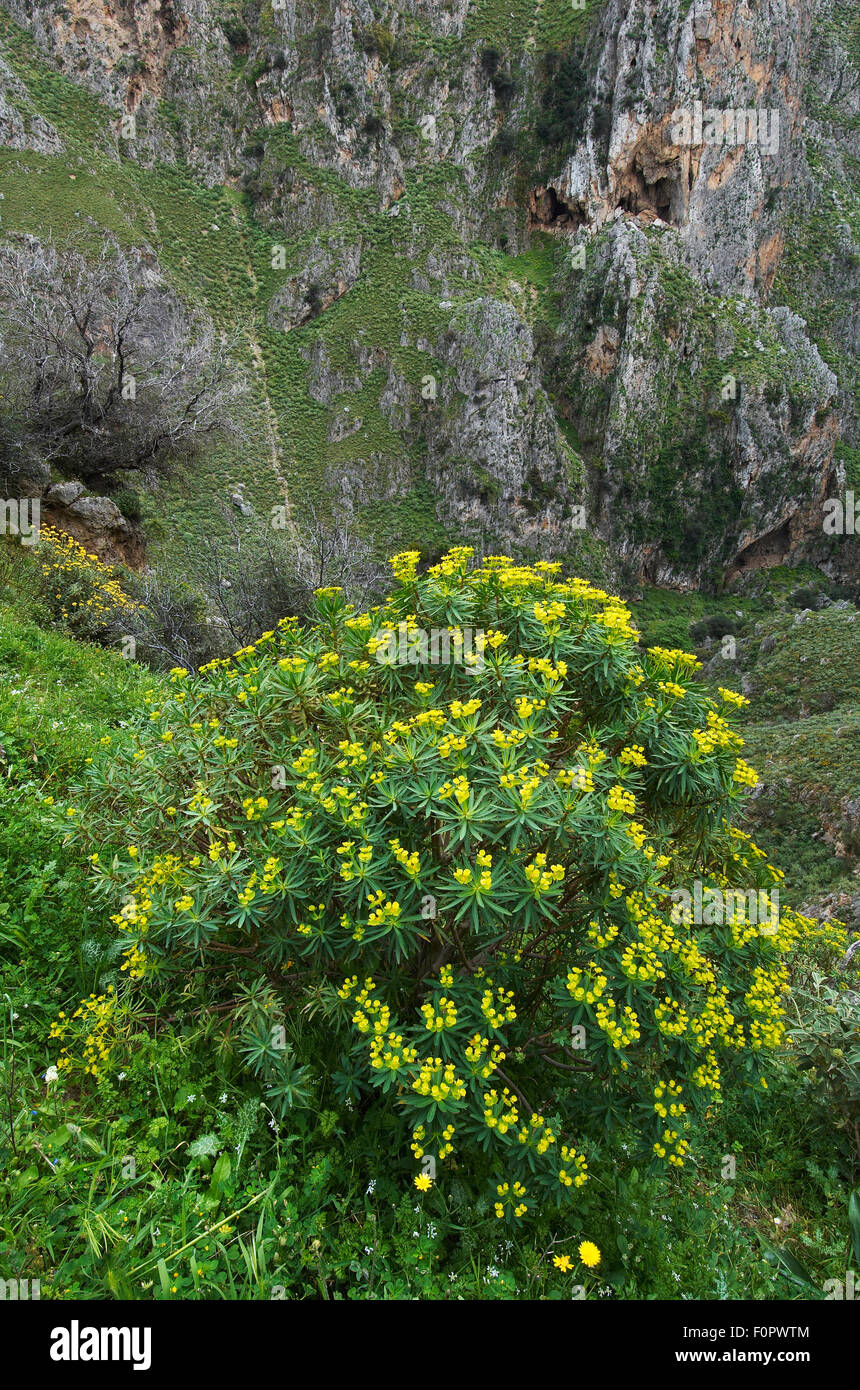 Tree spurge (Euphorbia dendroides) in flower, Topolia, Crete, Greece, April 2009 Stock Photo