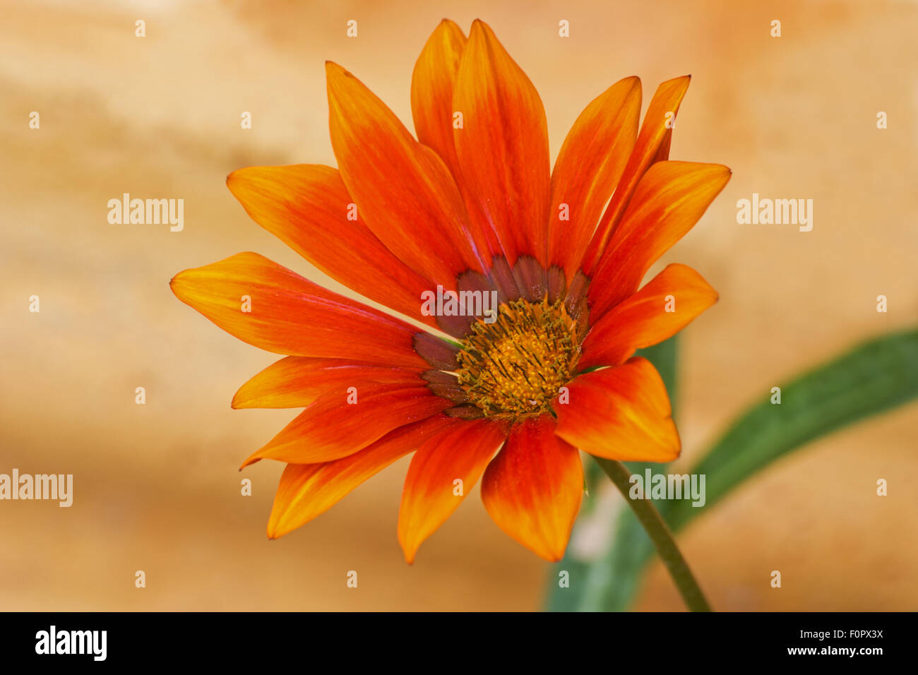 Gazania flower in a colored background Stock Photo