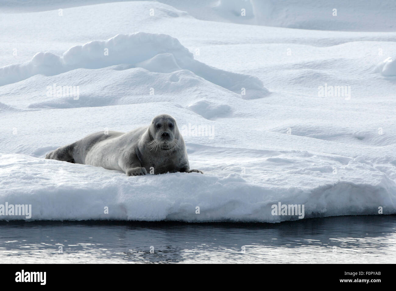 Bearded seal (Erignathus barbatus) lying on pack ice, Svalbard, Norway, July 2008 Stock Photo