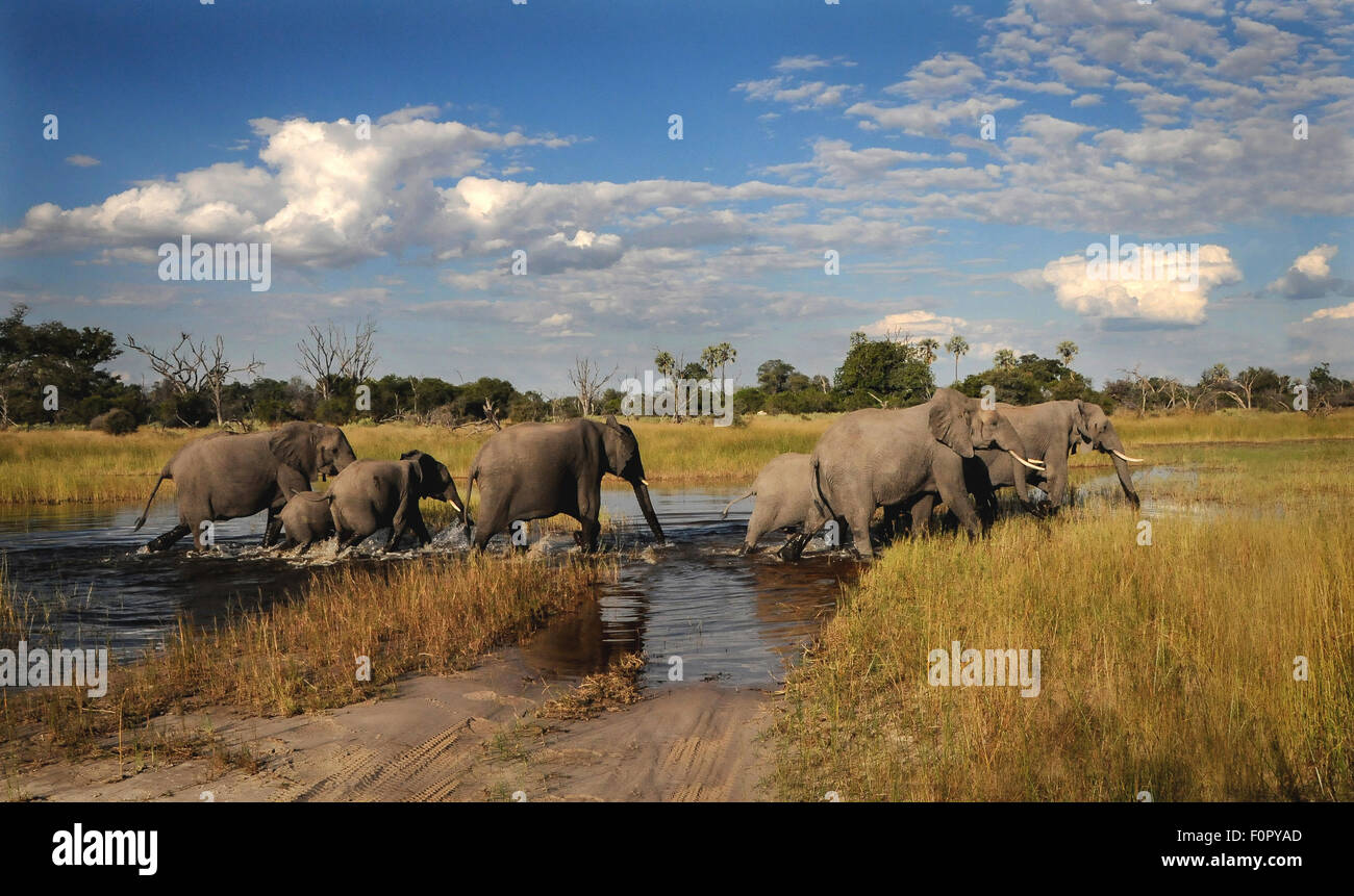 Group of elephants cross water hole Stock Photo