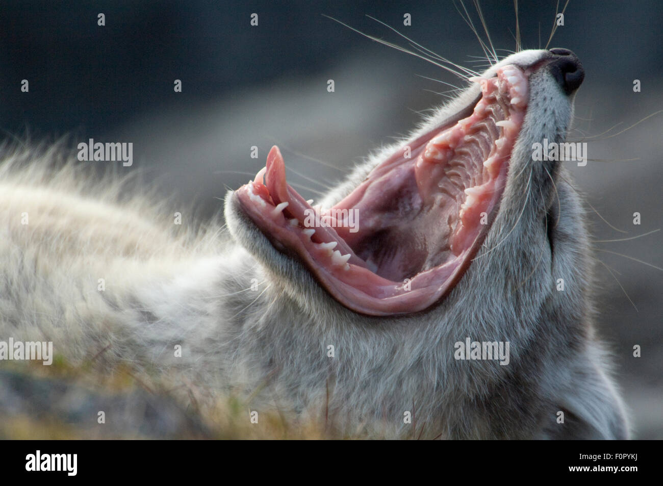 Fox Teeth High Resolution Stock Photography and Images Alamy