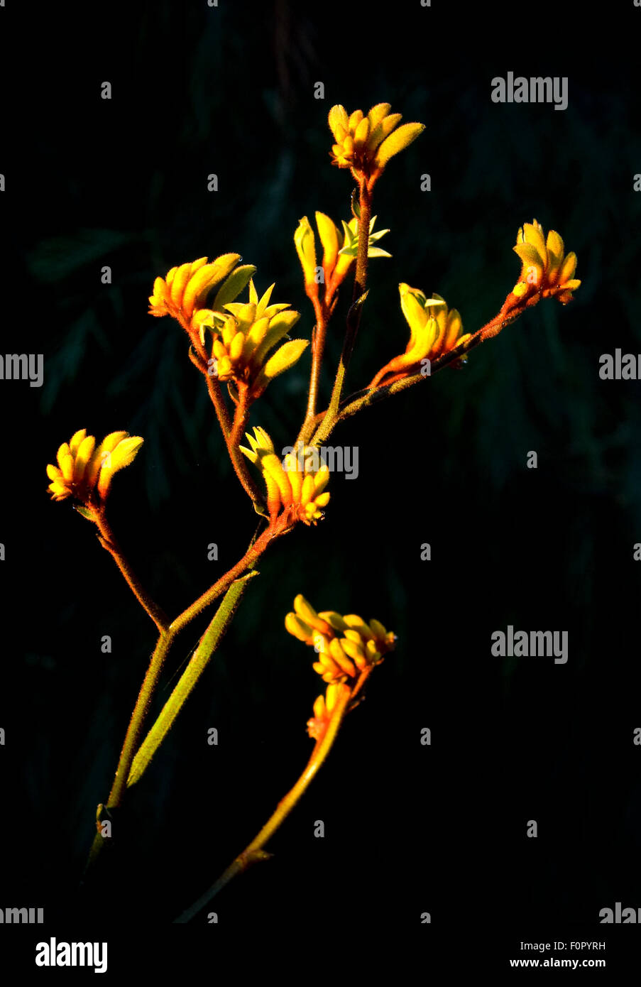 Studio image of yellow Kangaroo flowers (Anigozanthos) commonly known as Kangaroo Paws. Stock Photo