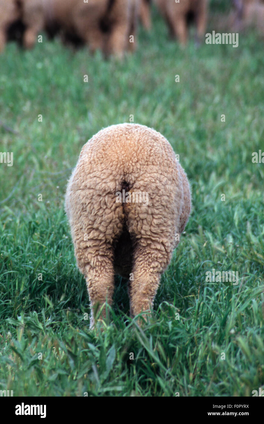 Sheep Rind Back Rear view of a sheep in paddock near Paradise in Tasmania. Australia ...