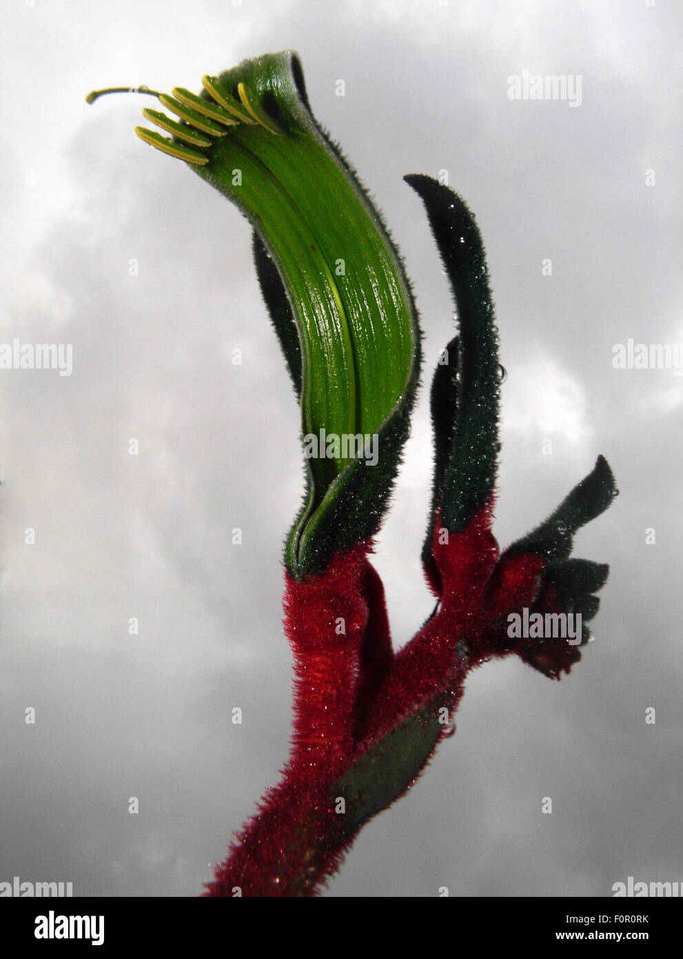 Perth, Western Australia, 20 Aug 2015: Stormy late winter weather heralds a fantastic spring display of unique wildflowers – such as these early-blooming Red-and-green kangaroo paws (Anigozanthos manglesii), the state's floral emblem –across the region in coming weeks. Tourists travel from around the world to view this remarkable spring spectacle in one of the world’s hotspots of plant biodiversity. Credit:  Suzanne Long/Alamy Live News Stock Photo