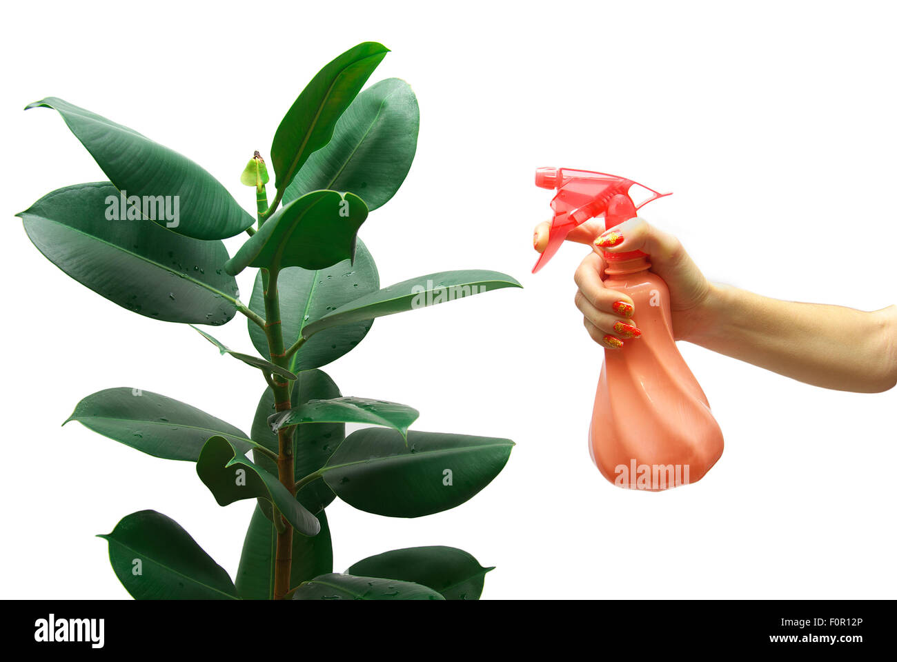 hand of a woman sprinkles plant Stock Photo