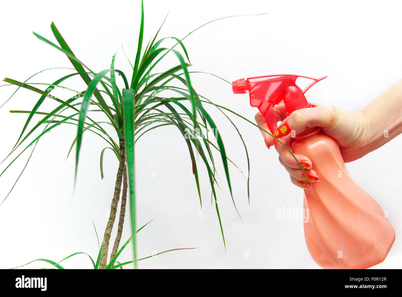hand of a woman sprinkles plant Stock Photo