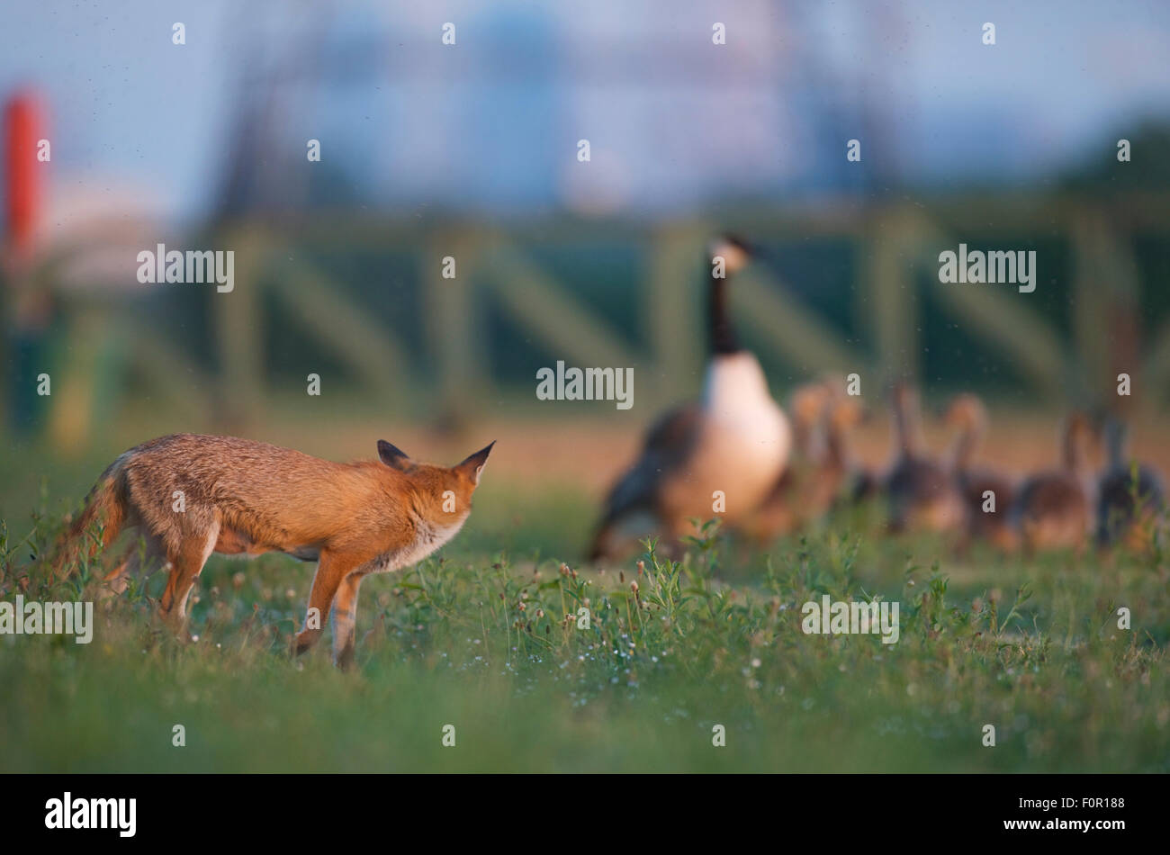 Urban Red fox (Vulpes vulpes) watching Canada goose (Branta Stock Photo -  Alamy