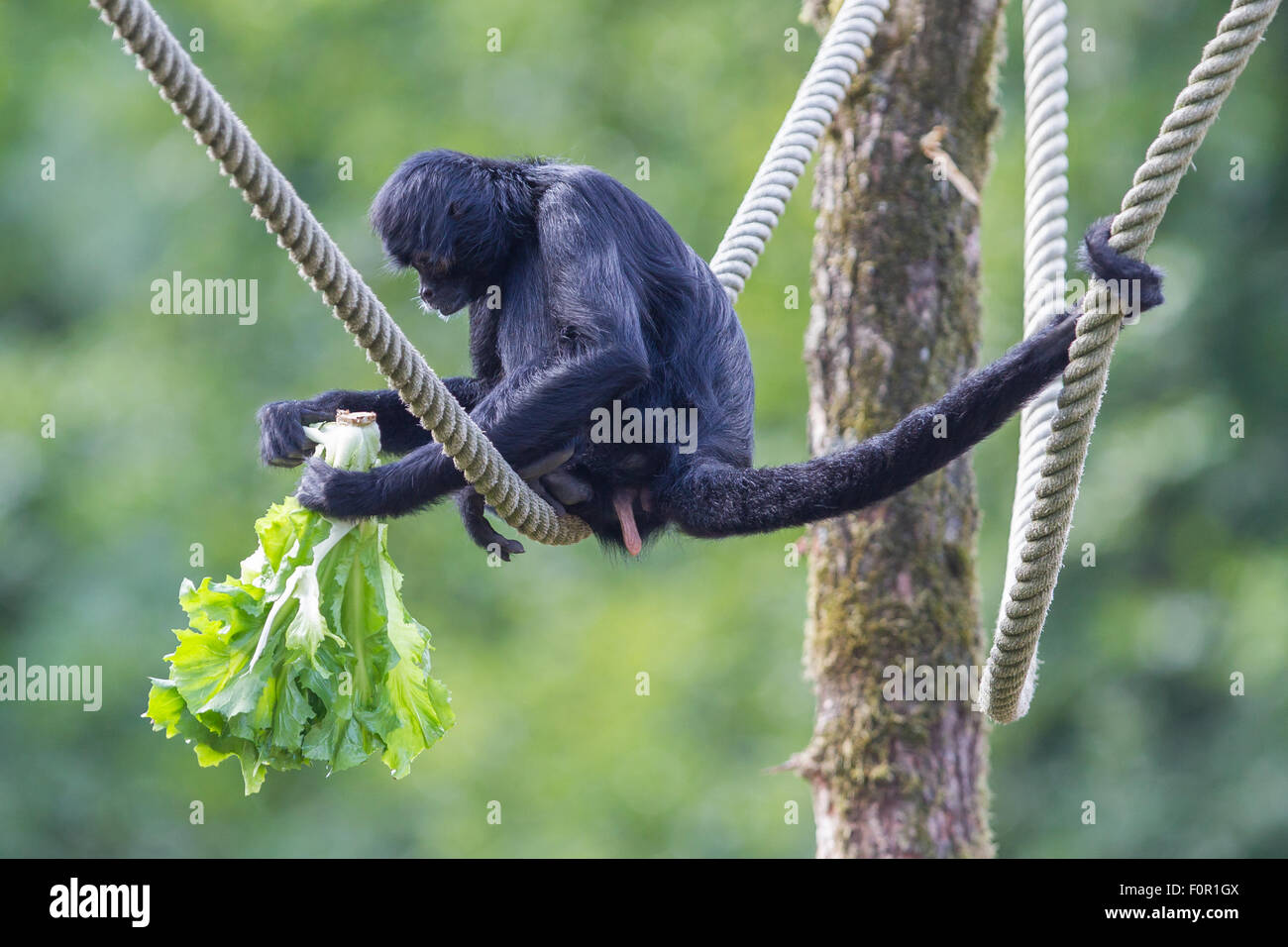 Spider monkey eating hi-res stock photography and images - Alamy