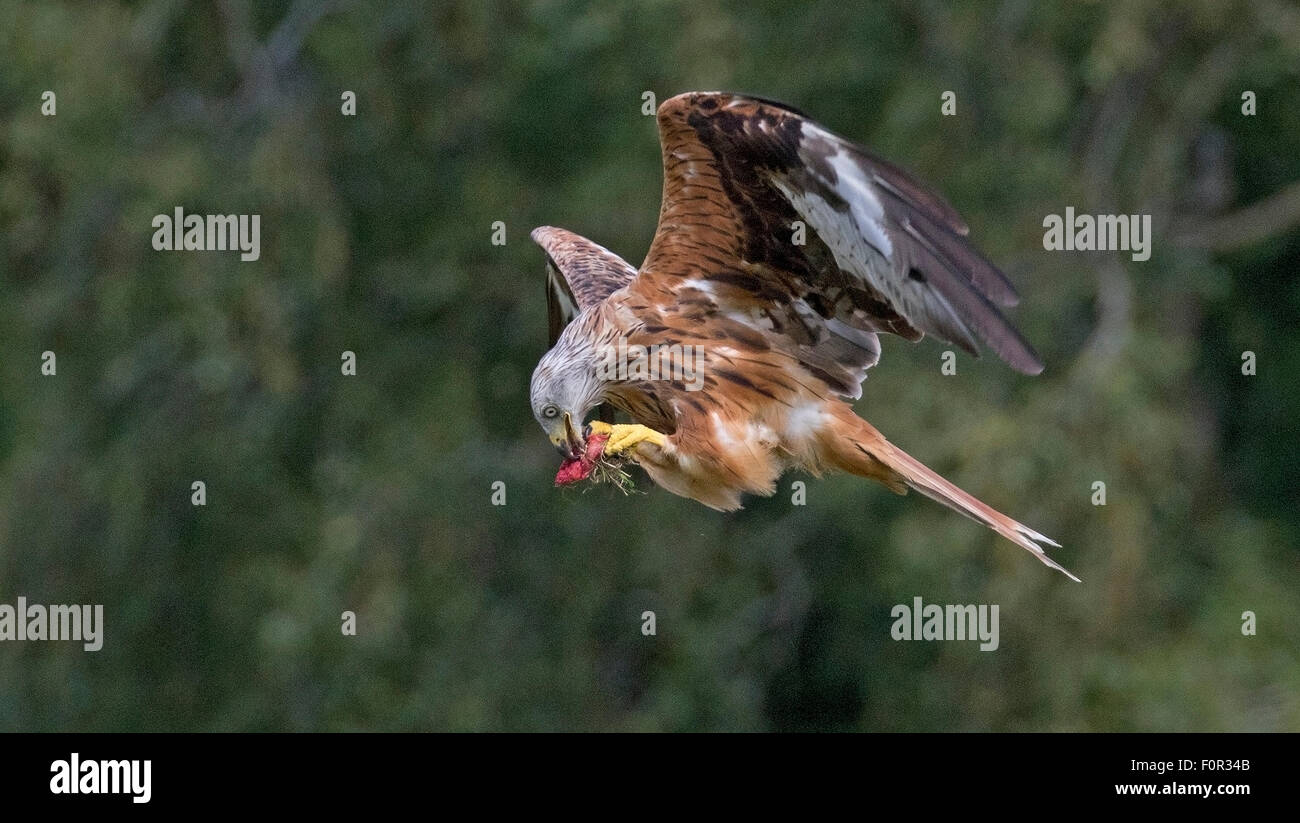 Red Kite feeding on the wing at Gigrin Farm near Rhayader in Wales. Stock Photo