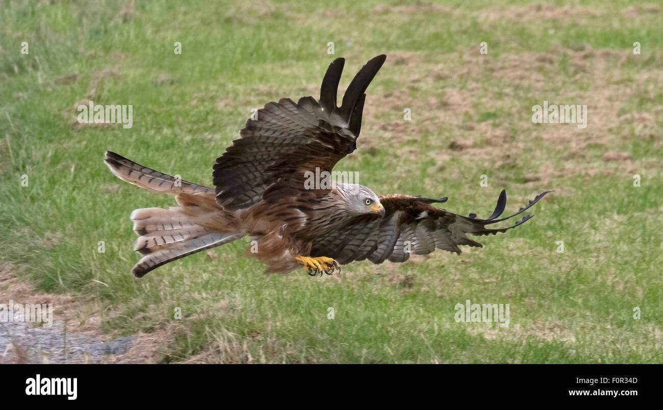 Red Kite flying low over the feeding grounds of Gigrin Farm near Rhayader. Stock Photo